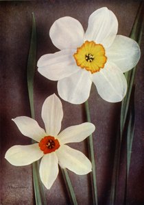 Narcis (kleurenfoto)
