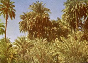 Dadelpalmen op Elephantine Island, Egypte