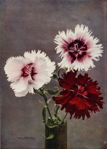 Dianthus Chinensis, var Heddewigii (kleurenfoto)