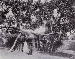 Egypte: De Boom van de Maagd