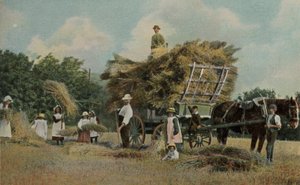 Landarbeiders oogsten op de velden