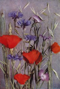 Bloemen van het Korenveld