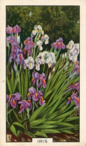 Tuinbloemen: Iris (gekleurde foto)