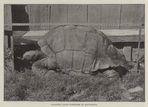 Gigantische landschildpad op Mauritius
