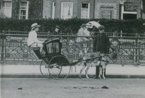 Geitgetrokken transport