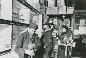 Dierenwinkel in Great Portland Street