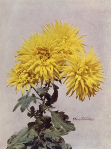 Horace Martin (kleurenfoto)