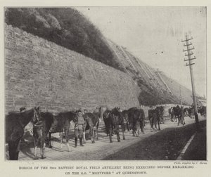 Paarden van de 79e Batterij Royal Field Artillery worden geoefend voor het inschepen op de SS Montford in Queenstown