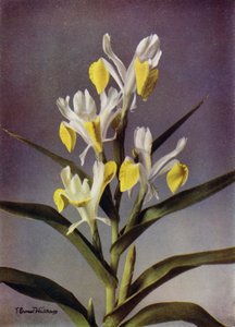 I Bucharica, Een typische Juno Iris (kleurenfoto) door English Photographer