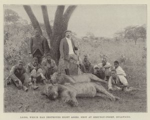 Leeuwen, die acht ezels hadden vernietigd, neergeschoten bij Sebungu-Poort, Bulawayo