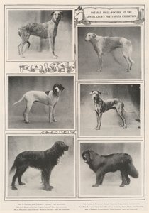 Opmerkelijke prijswinnaars op de zesenveertigste tentoonstelling van de Kennel Club door English Photographer