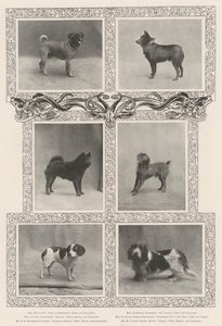Opmerkelijke prijswinnaars op de zesenveertigste tentoonstelling van de Kennel Club