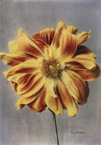Paeonybloemige Dahlia, De Geisha (kleurenfoto) door English Photographer