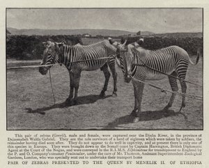 Paar zebra