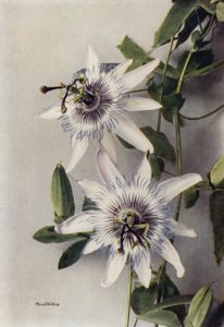 Passiflora Coerulea, Constance Elliott (kleurenfoto) door English Photographer