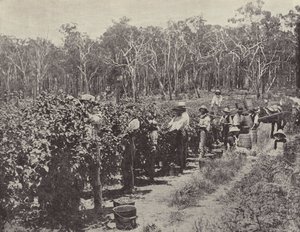 Frambozenplukkers aan het werk, Wandin Yallock door English Photographer