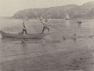 Haaienvissen, Chowder Bay