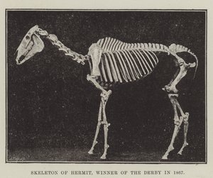 Skelet van Hermit, Winnaar van de Derby in 1867