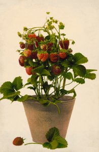 Aardbeien in een pot (gekleurde foto)