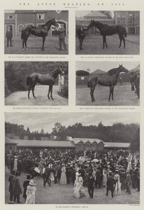 De Ascot Bijeenkomst van 1901
