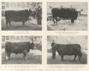 De Birmingham Fat Stock Show, koninklijke en andere prijswinnaars