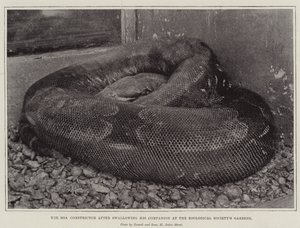 De boa constrictor na het inslikken van zijn metgezel in de tuinen van de Zoological Society door English Photographer
