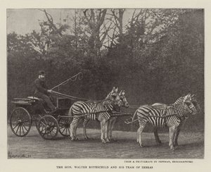 De Eerwaarde Walter Rothschild en zijn Team van Zebra