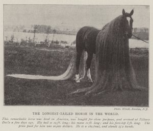 Het paard met de langste staart ter wereld door English Photographer