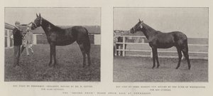 De recordprijs bloedstockverkoop in Newmarket