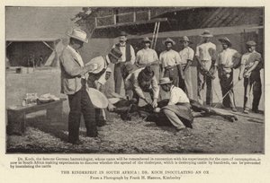 De Runderpest in Zuid-Afrika, Dr Koch die een Os inent