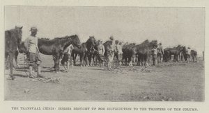 De Transvaal-crisis, paarden gebracht voor distributie aan de troopers van de colonne door English Photographer