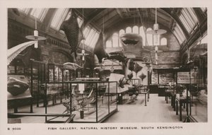 Het Victoria en Albert Museum, South Kensington, Londen, visgalerij door English Photographer