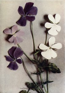 Drie variëteiten van Viola Cornuta (kleurenfoto) door English Photographer