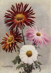 Soorten enkele bloemen (kleurenfoto) door English Photographer