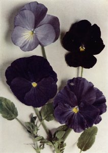 Viola