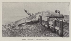 Walvis gestrand bij Birchington-on-Sea