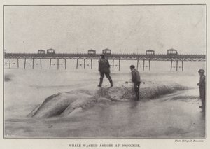 Walvis aangespoeld bij Boscombe