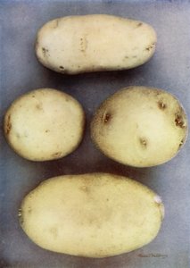 Witte aardappelen (kleurenfoto) door English Photographer
