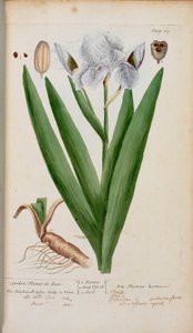 (Tuin) Fleur-de-Lis. Een iris, uit 