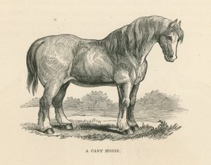 Een karrenpaard (gravure) door English School