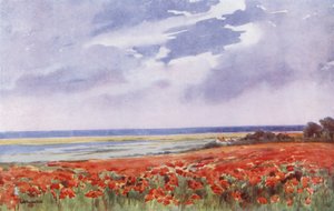 Een veld vol klaprozen (kleurenlitho)