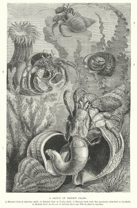 Groep heremietkreeften (gravure) door English School