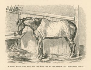 Het hoofd van een paard dat na het bloeden vierentwintig uur aan de kribbe is vastgebonden (gravure)