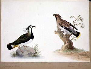 Een kievit en een pestvogel door English School