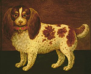 Een spaniël