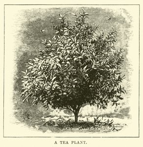 Een theeplant