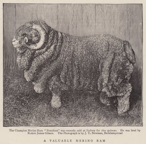 Een Waardevolle Merino Ram (gravure) door English School