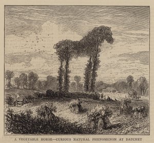 Een plantaardig paard, merkwaardig natuurverschijnsel in Datchet (gravure) door English School