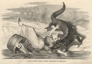 Een dame vecht met een moerasalligator in Louisiana
