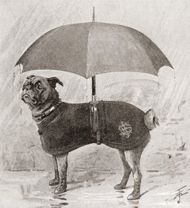 Een mopshond met laarzen, jas en paraplu om zich te beschermen tegen de regen